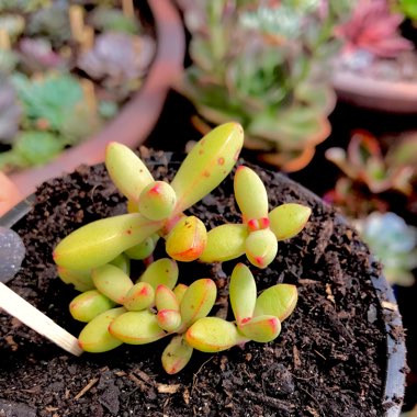 Crassula nudicaulis var. 'Herrei'