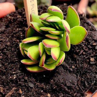 Crassula Albiflora