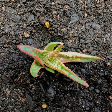 Aloe hybrid 'Pink Blush'