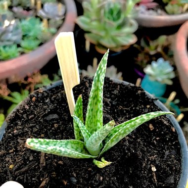 Aloe 'Snow White'