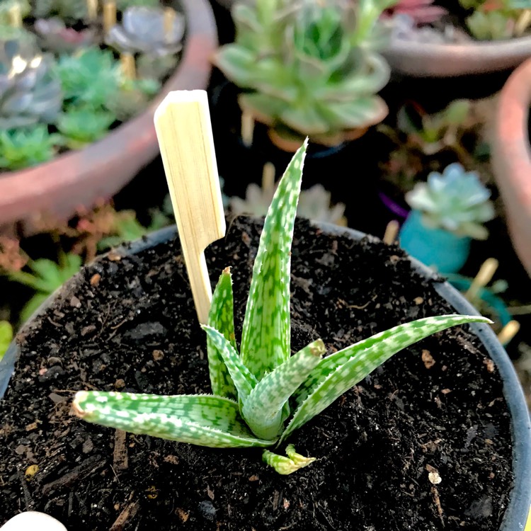 Plant image Aloe 'Snow White'