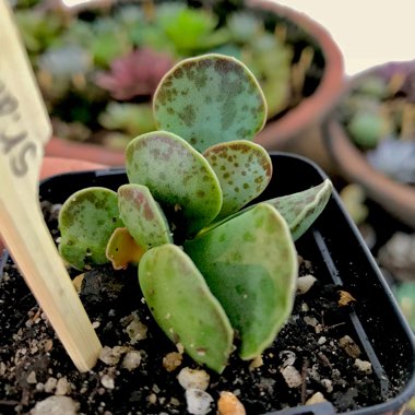 Adromischus Triflorus