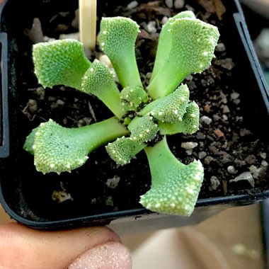 Aloinopsis luckhoffii