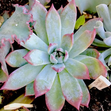 Echeveria Colorata fa. Brandtii