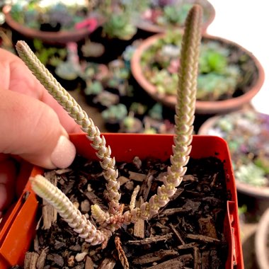 Crassula muscosa var. variegata