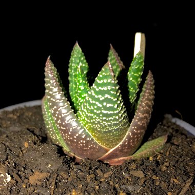 xGasterworthia 'Royal Highness'