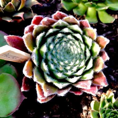 Sempervivum Pacific Feather Power