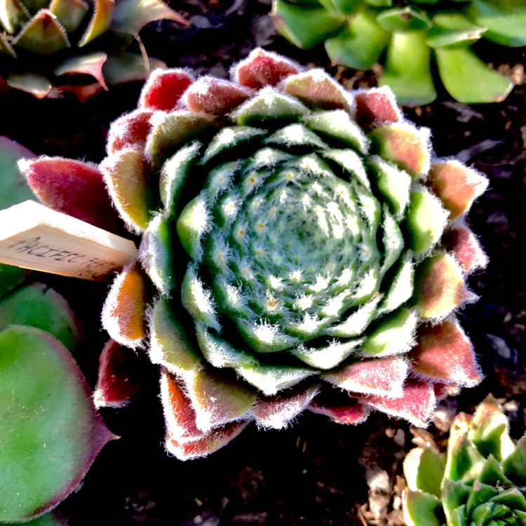 Plant image Sempervivum Pacific Feather Power