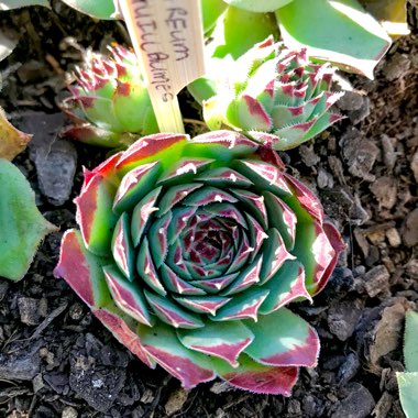 Sempervivum Calcareum Guillaumes