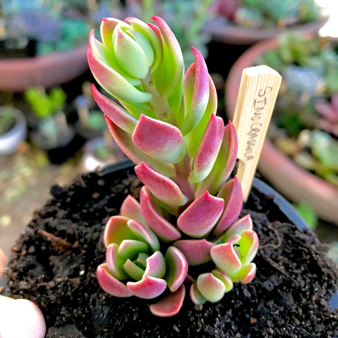 Sinocrassula Indica