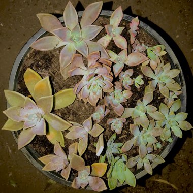 Graptopetalum Paraguayense subsp. Paraguayense