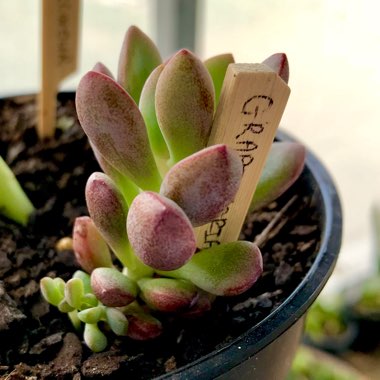 xGraptoveria Purple Dreams