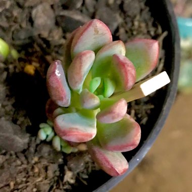 xGraptoveria Purple Dreams