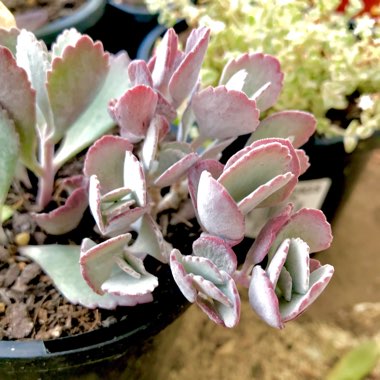 Kalanchoe Pumila