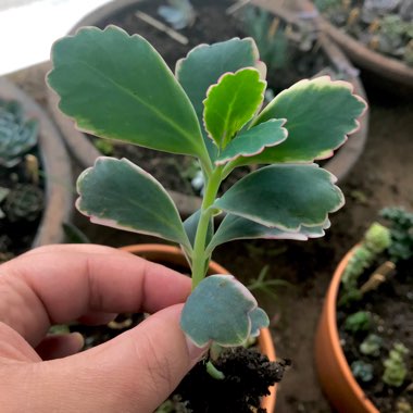 Kalanchoe fedtschenkoi 'Variegata'