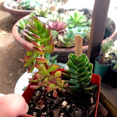 Crassula Ciliata