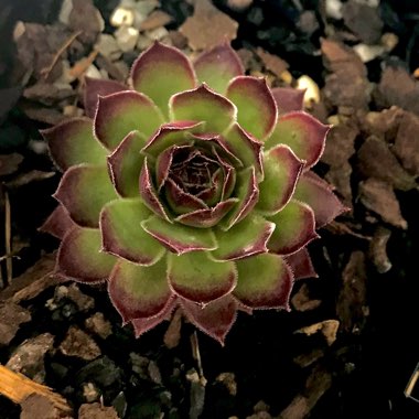 Sempervivum Dark Beauty