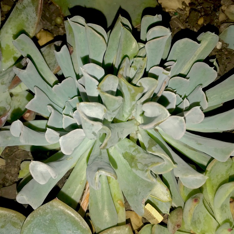 plant image 621016