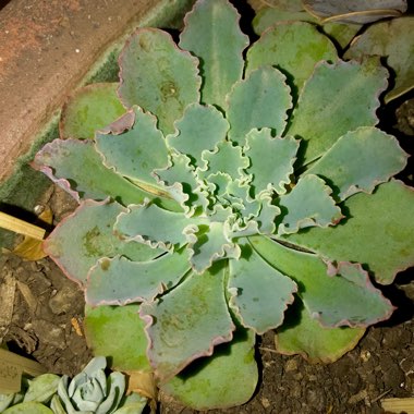 Echeveria Blue Waves