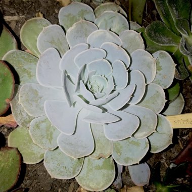 Echeveria Pollux