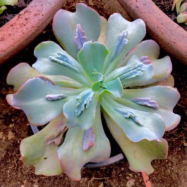 Echeveria Embossed Gem