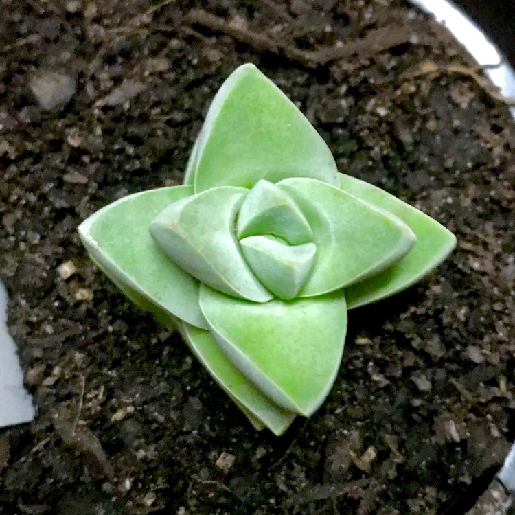 Plant image Crassula 'Moonglow'