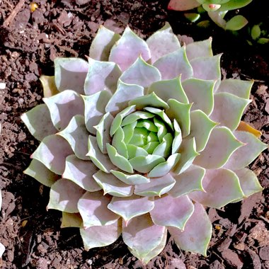 Sempervivum Lilac Time