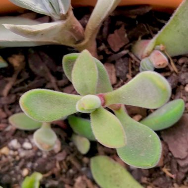 Crassula rogersii