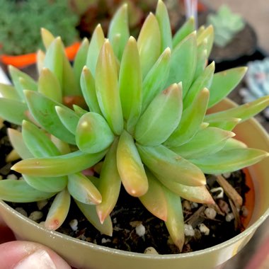 x Pachyveria Bea