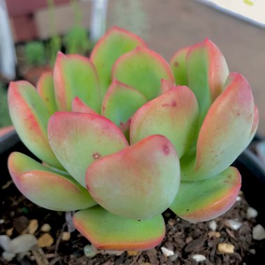 xGraptoveria Worthy One