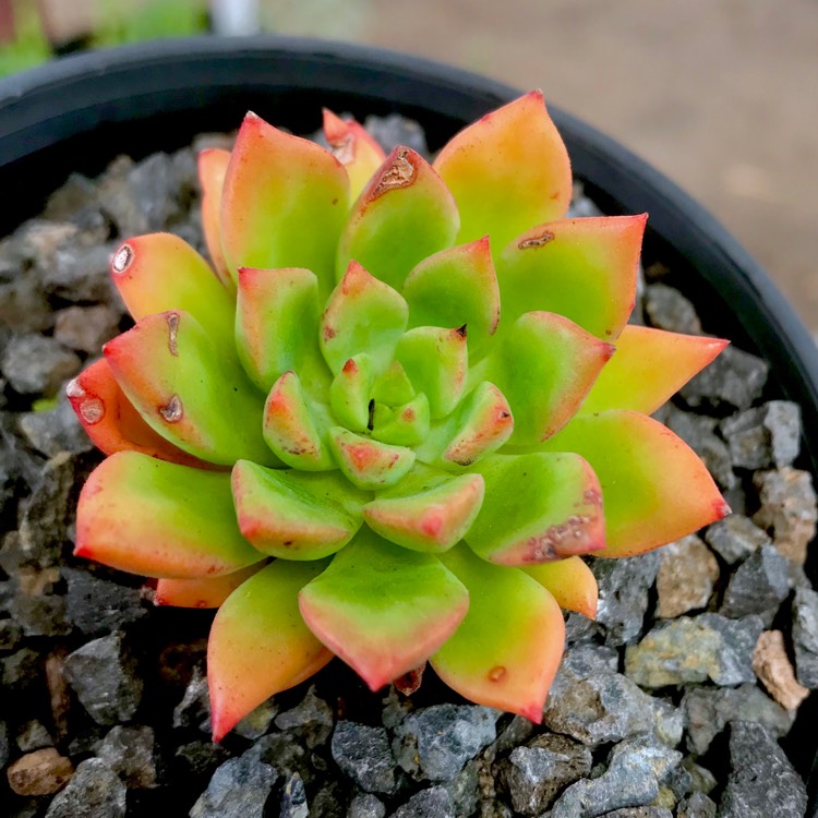 Plant image Echeveria Marcus