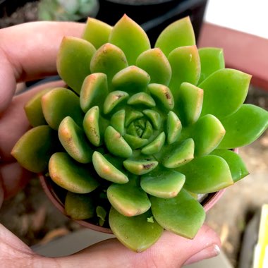 Echeveria Copper Canyon