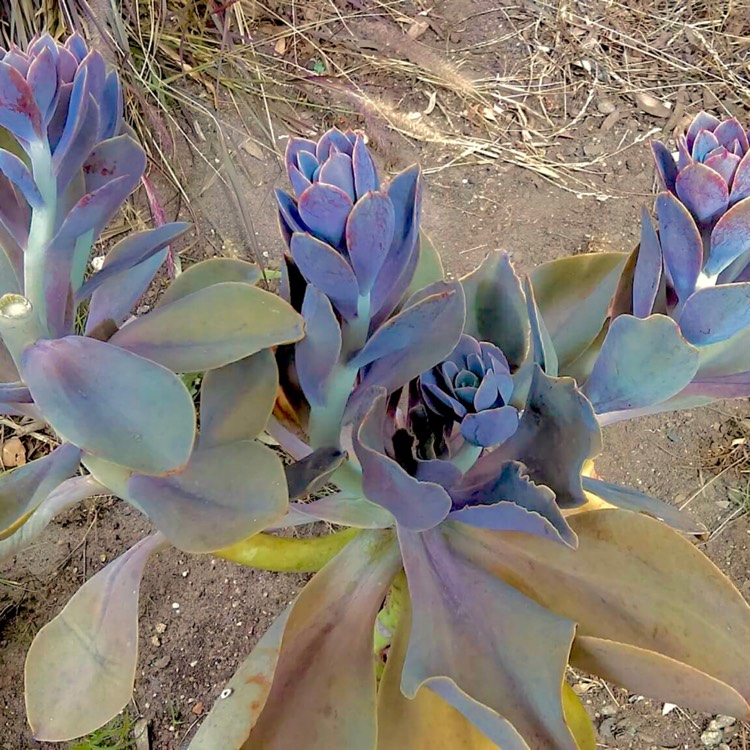 Plant image Echeveria Gibbiflora