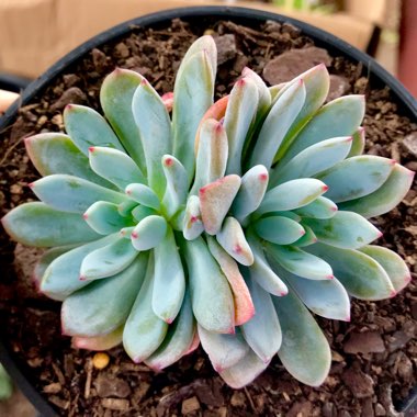 x Pachyveria Augusta