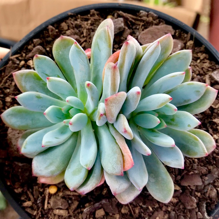 Plant image x Pachyveria Augusta