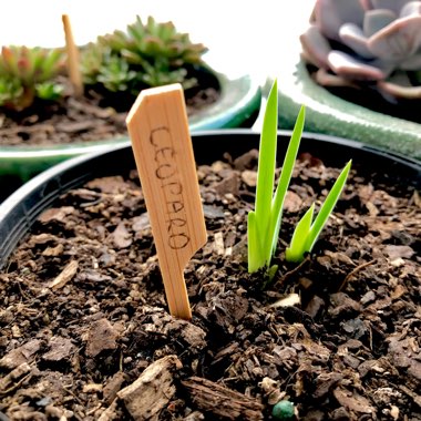 Iris domestica syn. Belamcanda chinensis