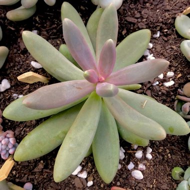 Pachyphytum 'Captain Jessop'