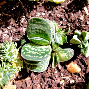 Gasteria bicolor var. 'Liliputana'