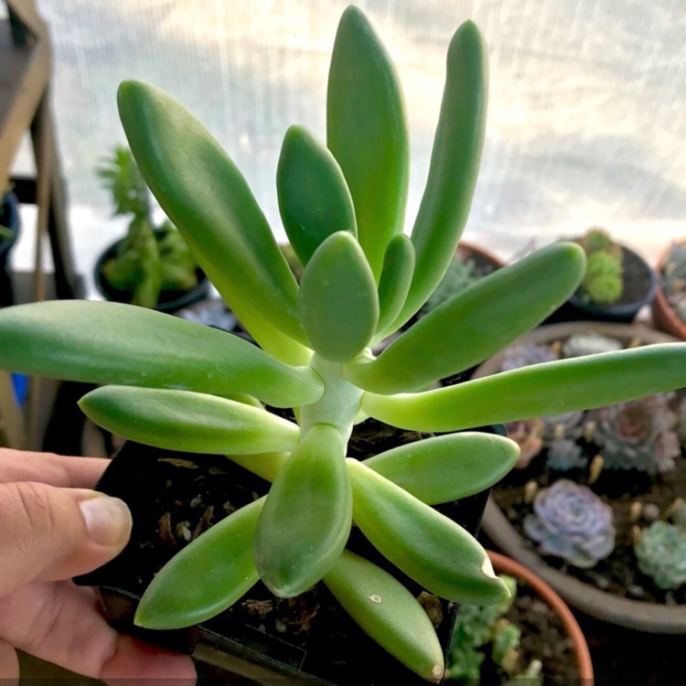 Plant image Pachyphytum fittkaui