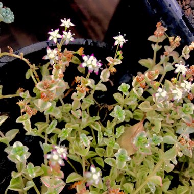 Crassula Pellucida subsp. Marginalis Dwarf Form