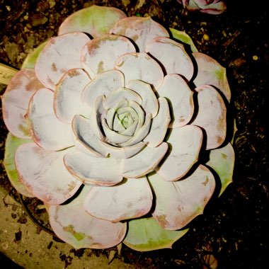 Echeveria Blue Surprise