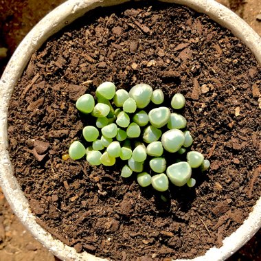 Fenestraria aurantiaca