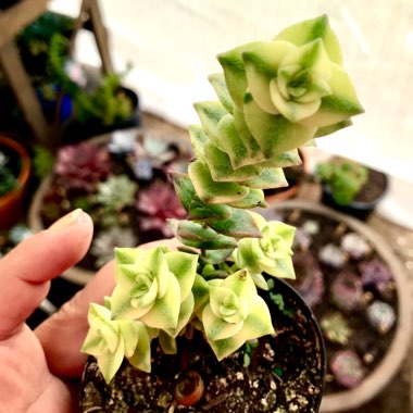 Crassula Perforata Variegata