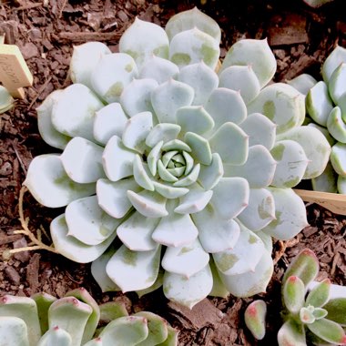 Echeveria Dondo