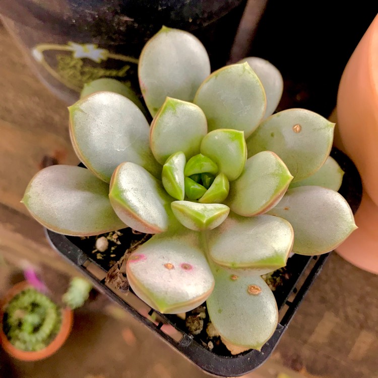 Plant image xGraptoveria Amethorum