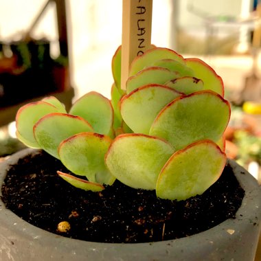 Kalanchoe marnieriana