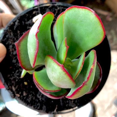 Cotyledon orbiculata var. oblonga 'Macrantha'