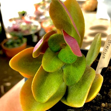 Crassula streyi