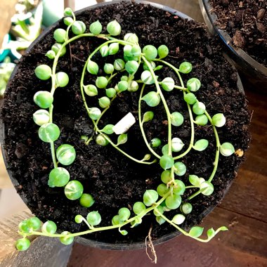 Curio rowleyanus syn. Senecio radicans 'Variegata'