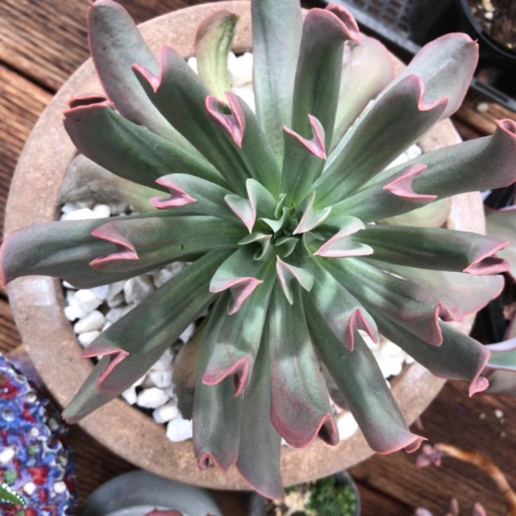 Plant image Echeveria Dark Hawk